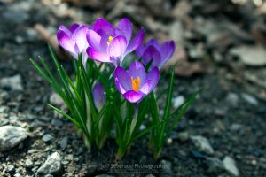 Crocus In Bloom #2