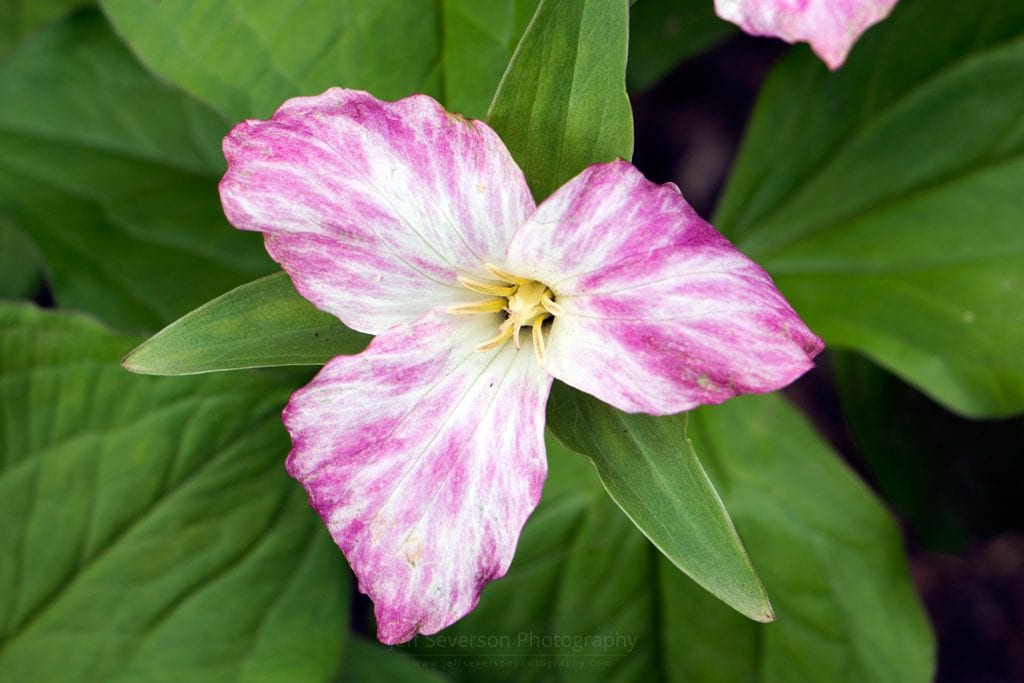 Spring Trillium