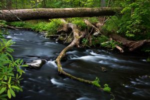 Spring Morning at Crum Elbow Creek