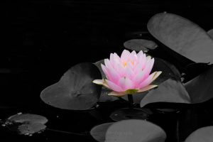 Spring Water Lily
