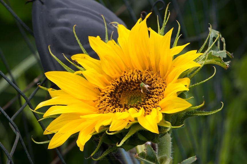 July Sunflower
