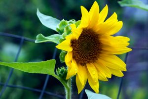 Morning Sunflower