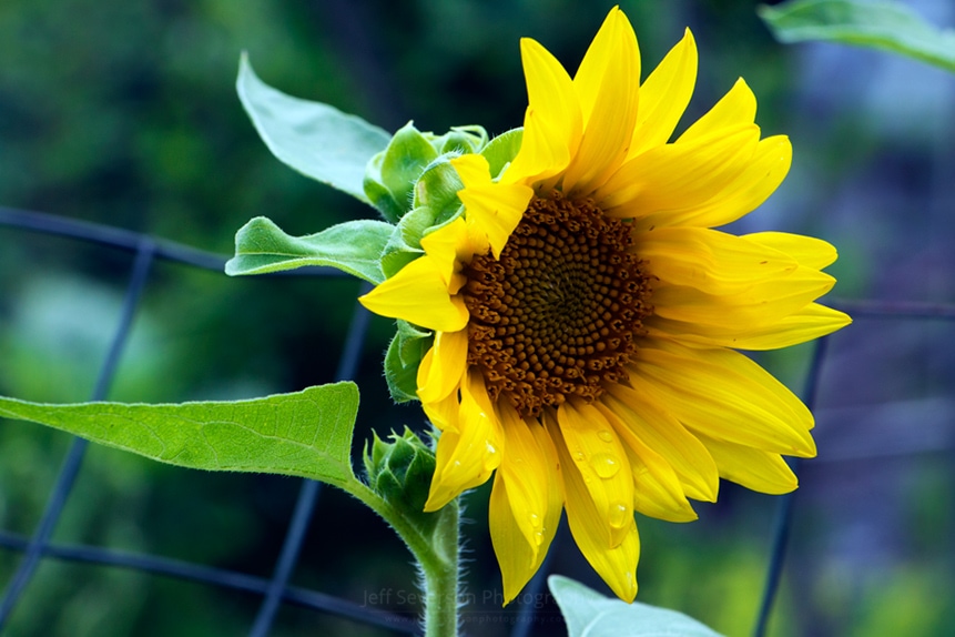 Morning Sunflower