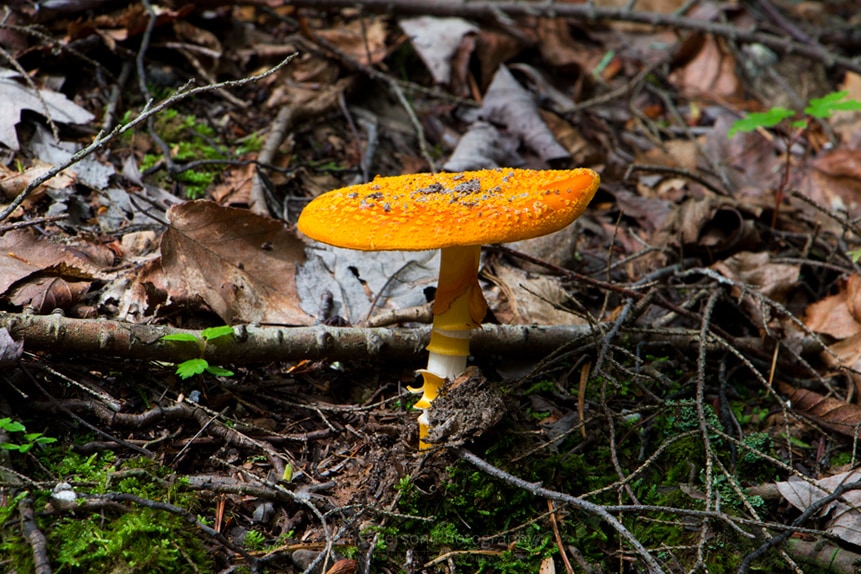 Forest Mushroom