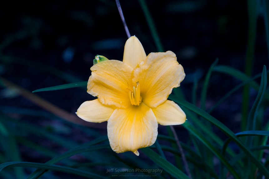 Stella de Oro Daylily in September