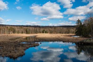 March Afternoon at Black Creek