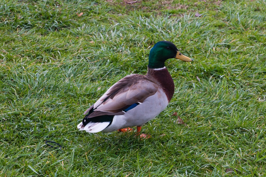 Friendly Duck