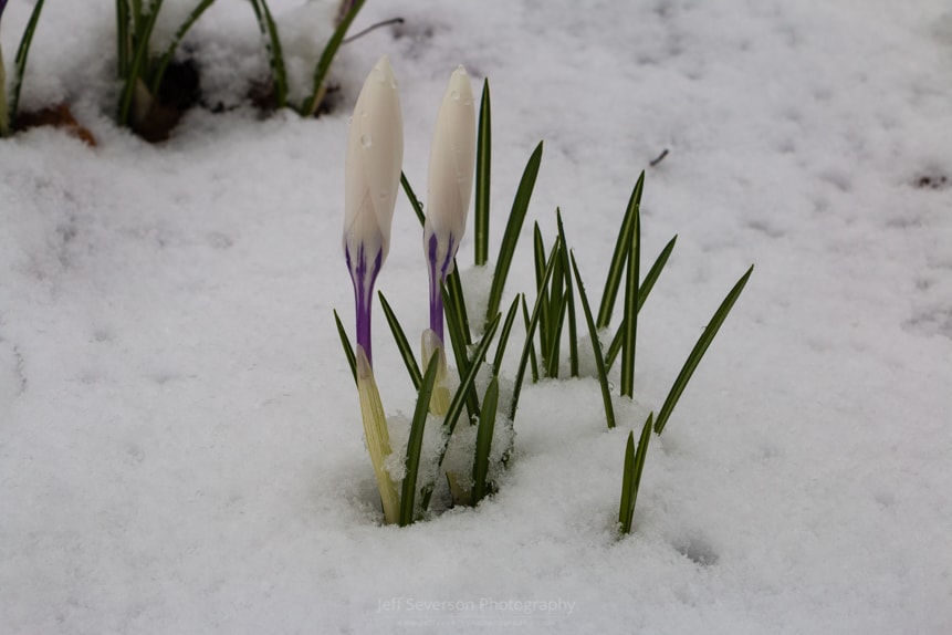 White Crocus in Snow