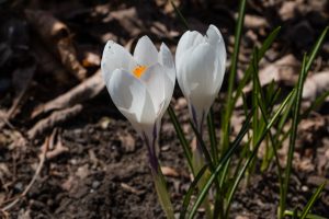 White Crocus In Bloom