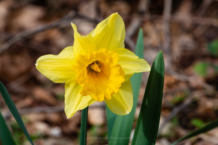 Wild Daffodil