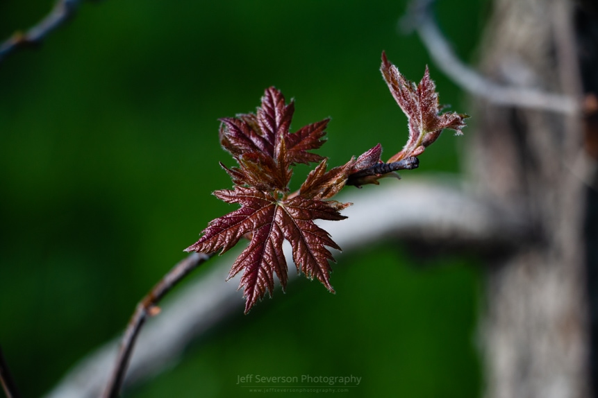 New Leaves