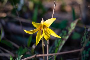 Trout Lily