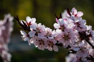 Blooming Peach Tree