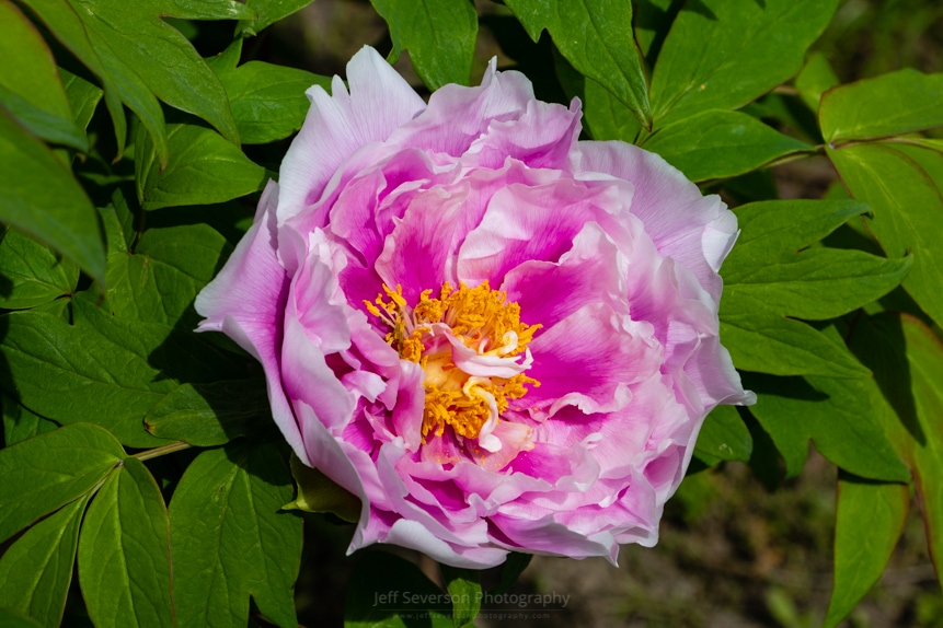 Pink Peony Blossom