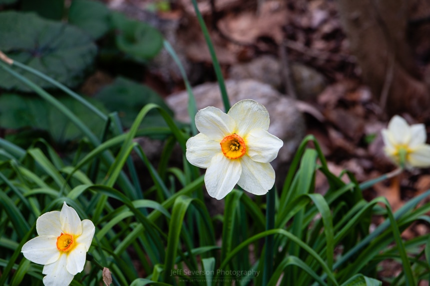 White Daffodil