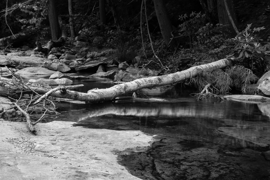 Fallen Birch