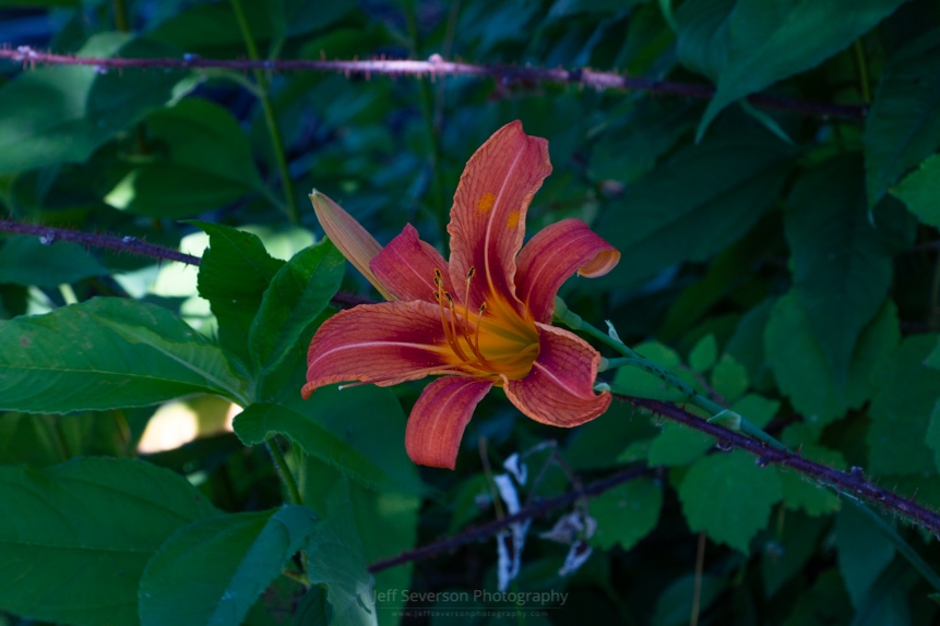 Tiger Lily in June 2018