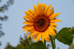 American Giant Sunflower in the Morning