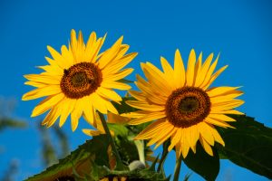 Two Sunflowers