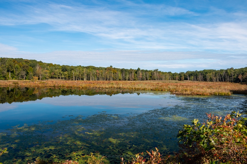 Morning Reflections on Louisa Pond