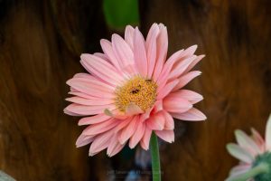 Pink Zinnia