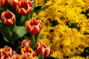 Tulips & Daisies