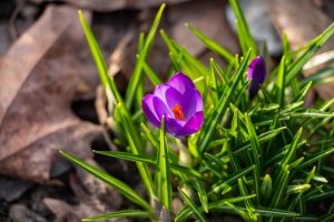 First Crocus of 2019