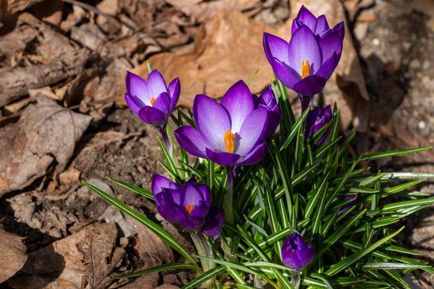 Crocus in Spring 2019 I