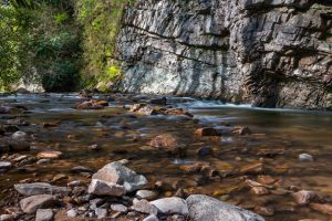 Laurel Fork in Spring I