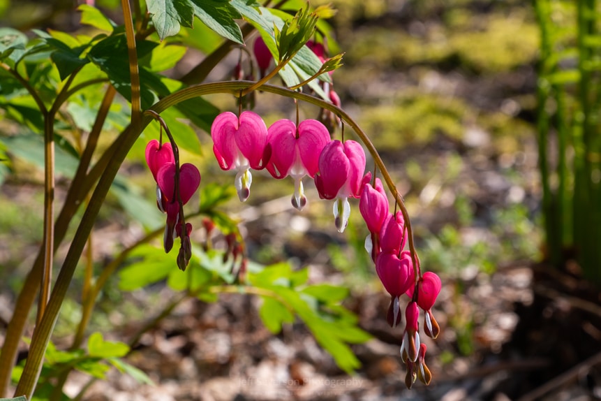 Bleeding Hearts