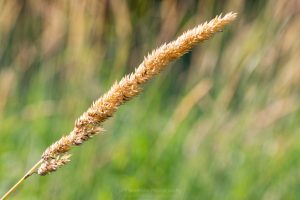 Field Grass