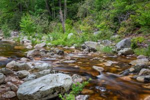 June Morning at the Peterskill