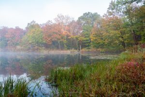 Foggy Morning at Sanctuary Pond II