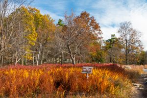 Along the Bull Wheel Trail