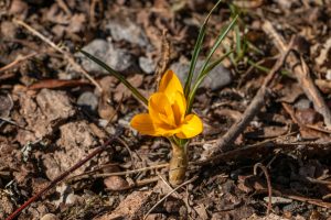 A photo of a yellow crocus in bloom on a March morning.