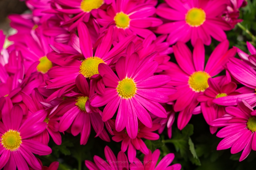 Aphoto of a bed of pink Painted Daisies at a Garden Show.
