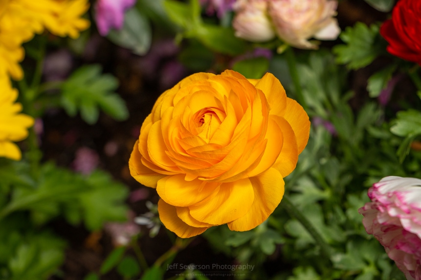 A photo of a yellow Ranunculus flower in bloom at a Garden Show.