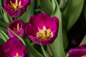 A photo of a purple tulip in full bloom.