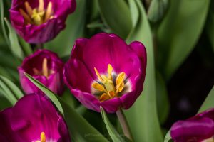 A photo of a purple tulip in full bloom.