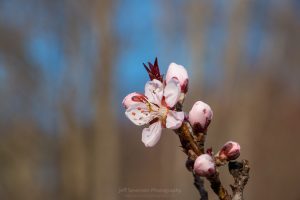 A photo of a blossom on an ornamental peach tree.