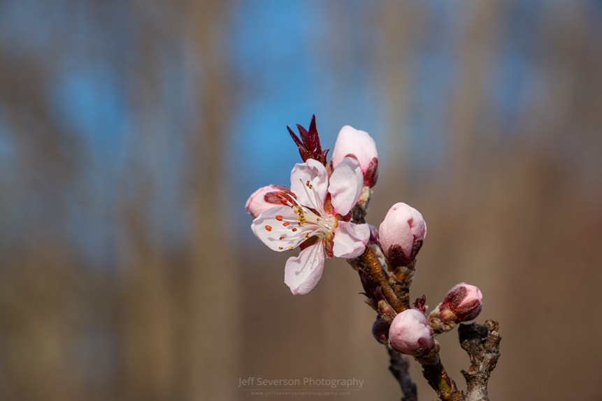 A photo of a blossom on an ornamental peach tree.
