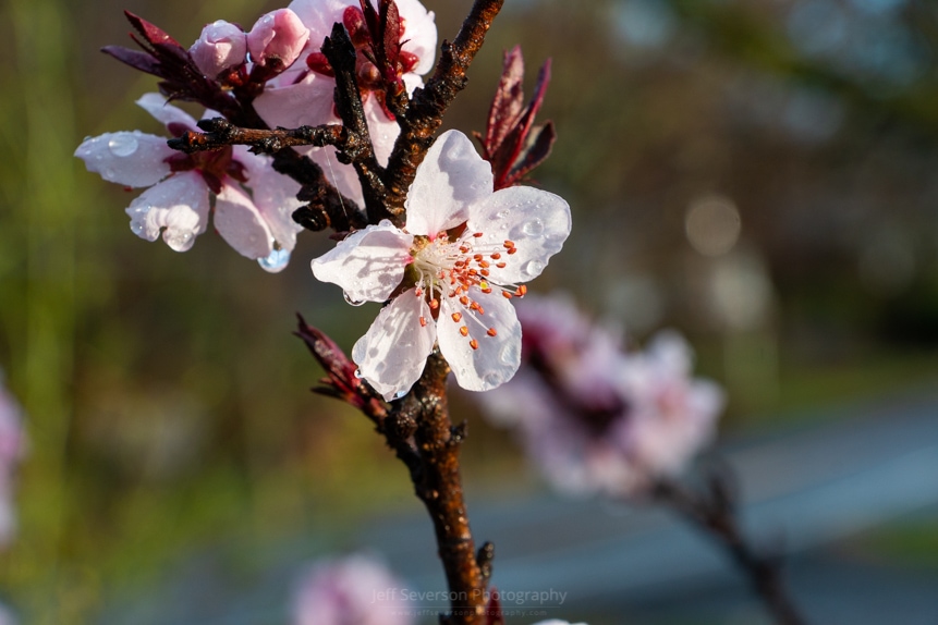 A photo of blossom from an ornamental peach tree covered in rain drops after an April rain storm.