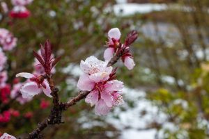 A photograph of a blossom from an ornamental peach tree after a minor Spring snow storm in April in New York.