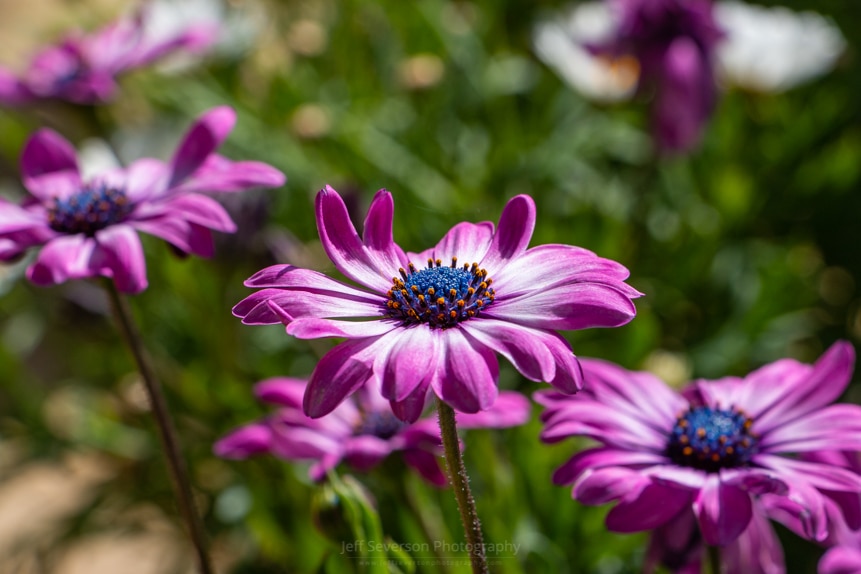 A photograph of a magenta Gerbera Daisy in full bloom on a May afternoon.