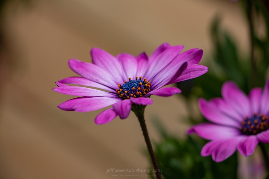 A photo capturing a magenta Gerbera Daisy in full bloom on a May evening in the town of Esopus, NY.