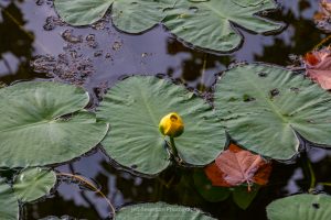 A photo of a lily pad with a yellow blossom on Sanctuary Pond at the John Burroughs Nature Sanctuary.