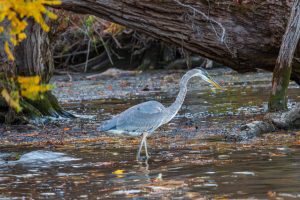 A photo of a Great Blue Heron wading in the waters along the shore of the Hudson River.