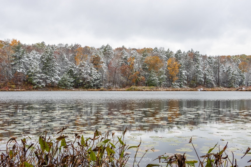 A photo of snow covered trees and bank of Louisa Pond at Shaupeneak Ridge after an autumn snowstorm.