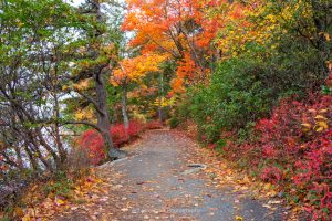 A photograph of fall foliage along one of the trails at Minnewaska State Park Preserve.
