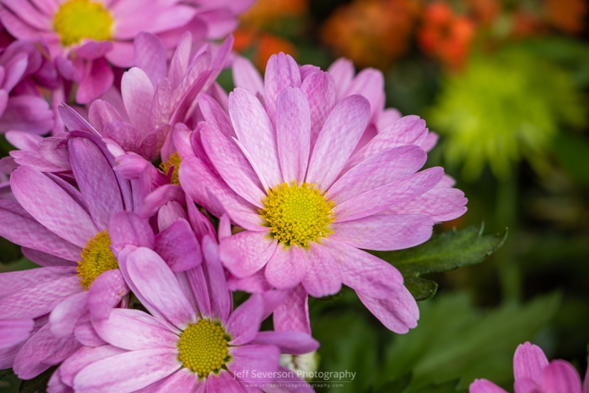 A photo of a pink Gerbera Daisy with textured petals at the annual Garden Show at Adam's Fairacre Farms in Kingston, NY.